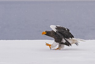 海雕于雪地中展翅