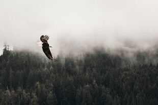 鹰翔于云雾缭绕的森林上空