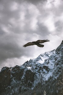 雄鹰翱翔于雪山之上