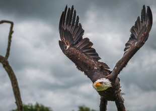 展翅雄鹰雕塑
