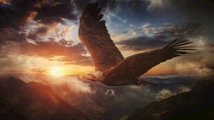 夕阳下翱翔的雄鹰