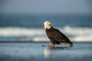 海滩上的白头海雕