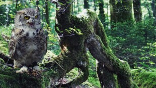 森林中的猫头鹰与奇特树木
