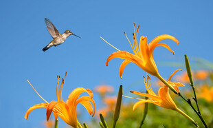 蜂鸟戏百合