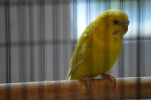 黄色鹦鹉栖息于杆上