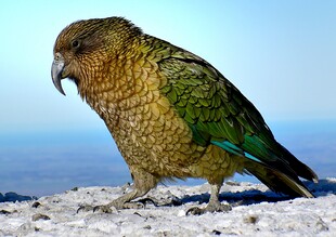 绿羽鹦鹉立于雪地