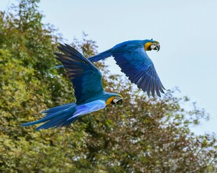 蓝金刚鹦鹉空中展翅