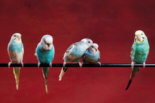 五只色彩斑斓鹦鹉栖于杆上