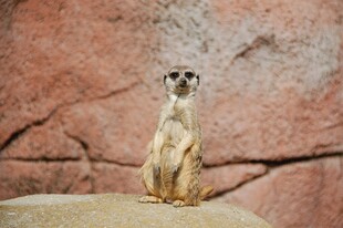站立的狐獴