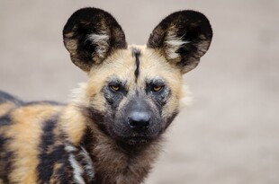 非洲野犬特写