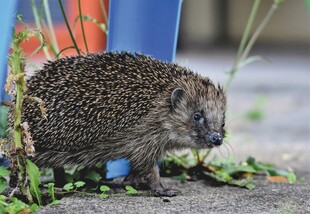 户外觅食的小刺猬