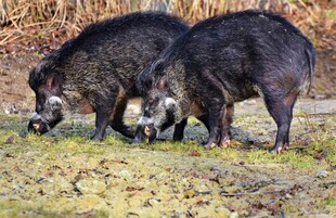 野外觅食的几只野猪