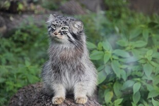 灰毛山猫于绿植间张望