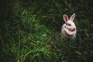 草丛中的可爱小白兔