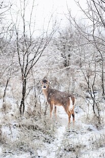 雪地中伫立的优雅小鹿
