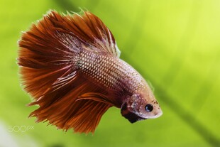 美丽红尾斗鱼