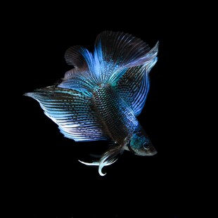 梦幻蓝尾斗鱼
