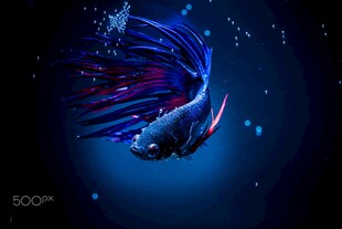 梦幻深海鱼灵动炫彩身姿