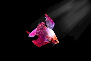 梦幻色彩斗鱼水中舞动