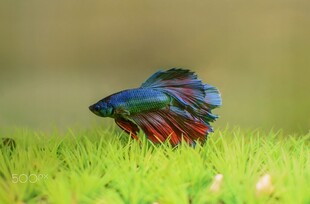 草地上的多彩斗鱼