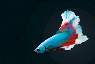 灵动多彩斗鱼