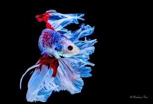 梦幻蓝红斗鱼灵动之美