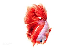 艳丽红尾斗鱼