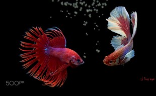 双尾斗鱼水中优雅共舞