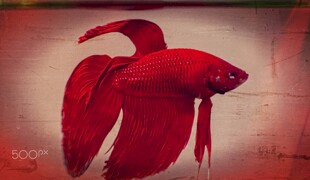 艳丽红斗鱼水中精灵