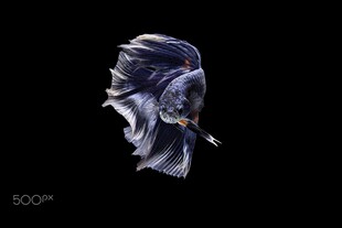 优雅飘逸的斗鱼