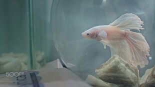 优雅斗鱼于玻璃缸中