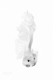 白色斗鱼灵动可爱