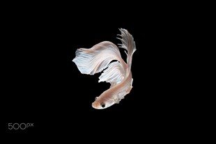 飘逸金鱼