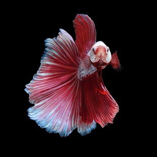 美丽斗鱼展示绚丽鱼鳍