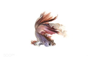 优雅游动的美丽斗鱼