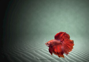 水中红斗鱼灵动之美