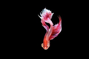 飘逸红粉斗鱼