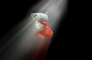光影下的红尾金鱼