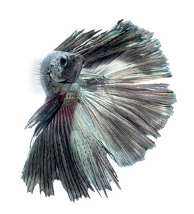 优雅斗鱼绽放绚丽鱼鳍