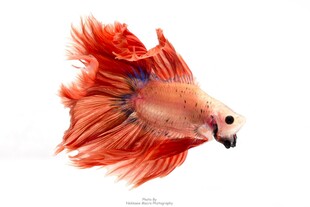 飘逸红尾斗鱼