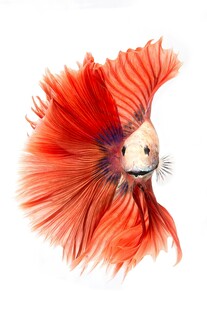 艳丽暹罗斗鱼展示美丽鱼鳍