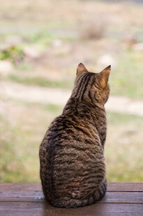 独坐木台的斑纹猫咪