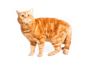 橘色猫咪站立特写