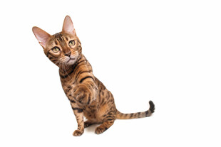 可爱虎斑猫站立卖萌
