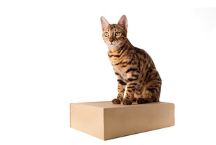 豹纹猫端坐纸箱上