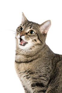 张嘴的可爱条纹猫咪