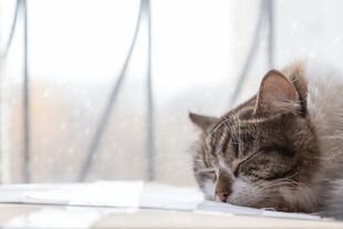 窗边休憩的猫咪