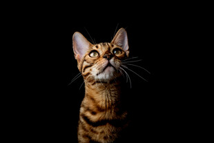 仰望的斑纹猫咪
