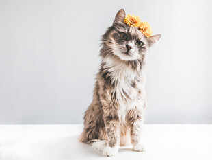 戴花环的可爱猫咪