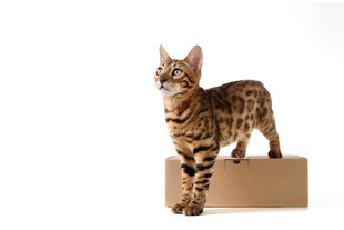 站在纸箱上的斑纹猫咪